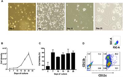 Primary Lung Dendritic Cell Cultures to Assess Efficacy of Spectinamide-1599 Against Intracellular Mycobacterium tuberculosis